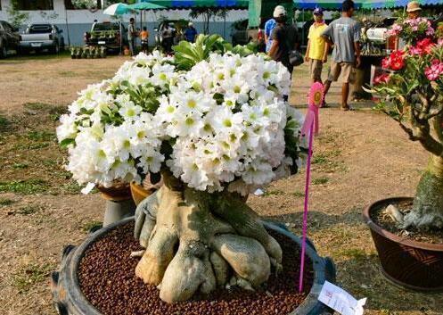 此种花一开就是一大盆，比月季还美，忘了浇水都能活！