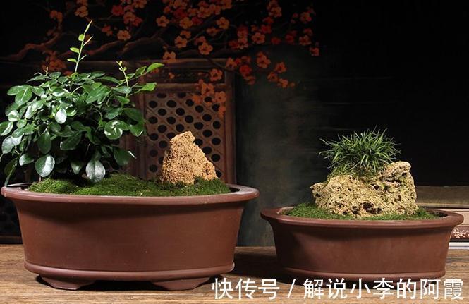 植物花盆选用有讲究,用错花盆植物寿命会减短