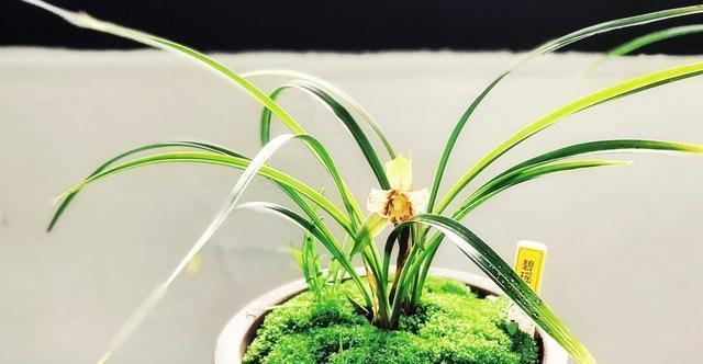 施肥|夏季养兰花要慎重,分清楚养护工作上的事,什么该做,什么不该做