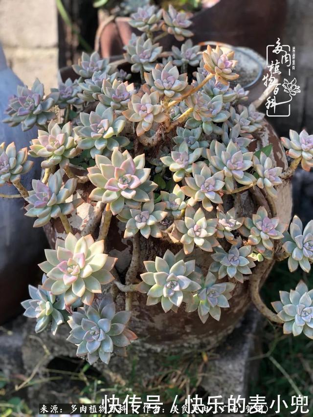 多肉,一位来自神奇大自然的良师益友!