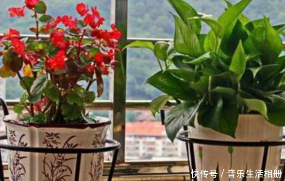 别再花钱买花盆了,将它们一处理栽种花草,个个都美得独一无二!