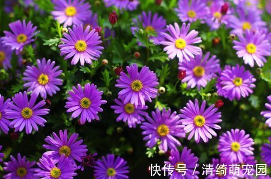 花卉|几种花卉,好打理易爆盆,花期长达200天,每天都有花赏