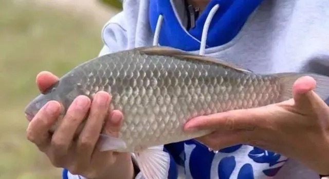 秋天钓鱼用饵料,只要能领悟这3条精髓,钓到的鱼一条比一条大!