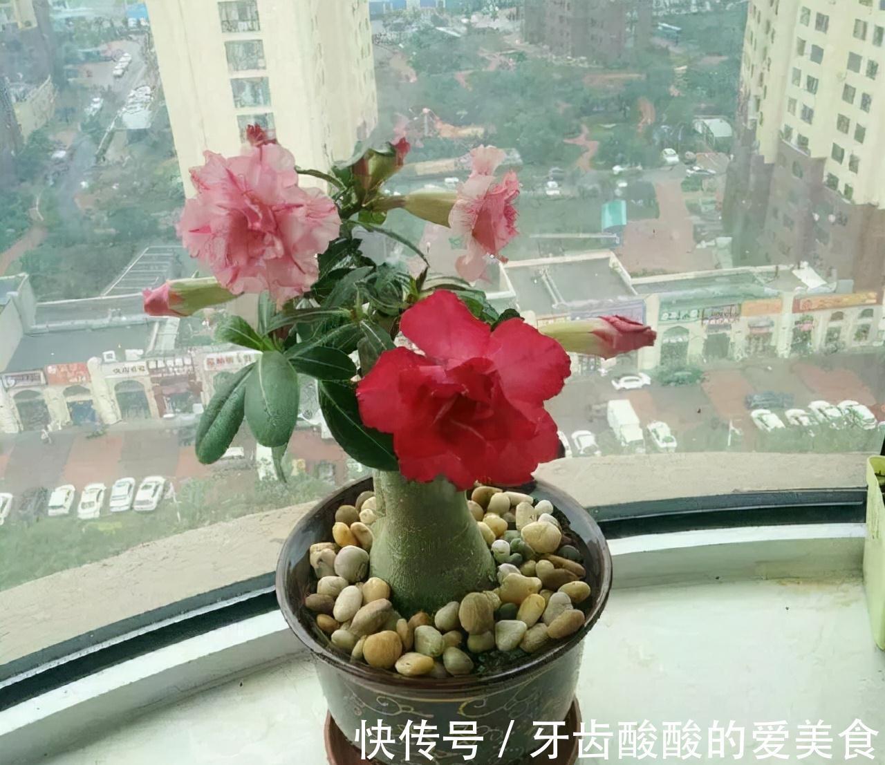 五种“大老桩”却要小盆养，用对盆，少管多晒更利于生长