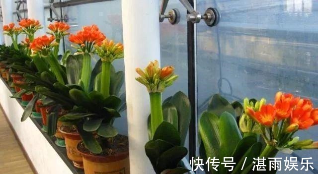 3种水直接浇花,是毒水,浇下去花卉黄叶、烂根都来了