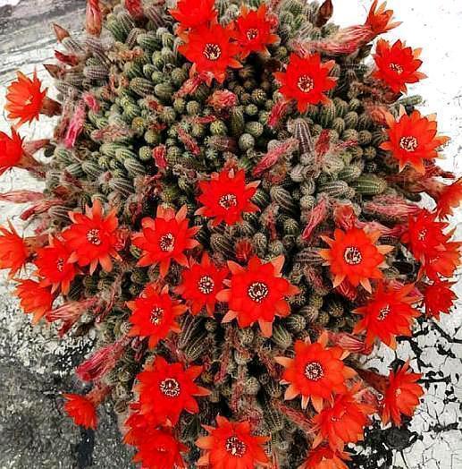 院子|别养多肉了,养盆“白檀”花,样子似毛毛虫一样,还能开红花
