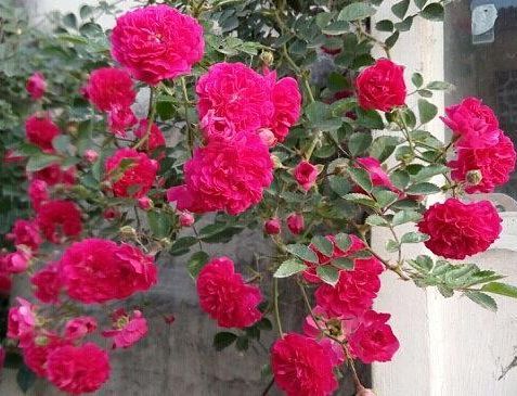 此花号称天下第一香,花开200天,飘香满楼