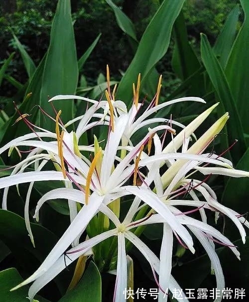 养花常见问题汇总，这5种植物，你注意这几点！