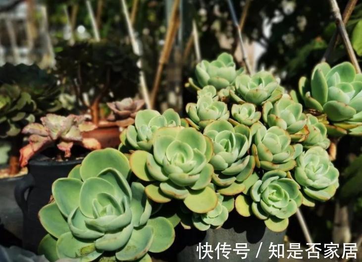 干湿度|家庭栽种这4种植物,早用“小盆”,打理更简单,植株状态更好