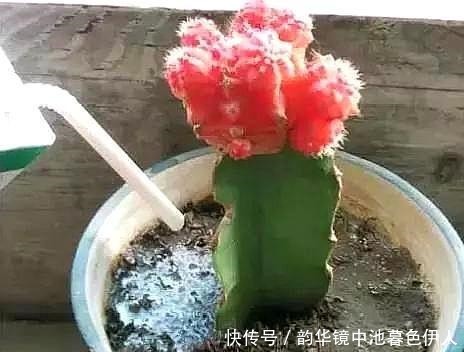 家里养花,乱浇这“3肥水”,烧根烂叶、土壤板结,难怪养不活!