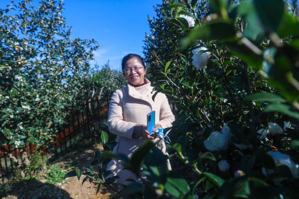 光山|光山：油茶花开引客来