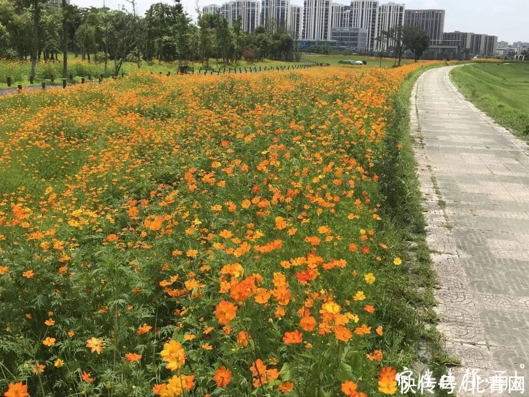 宁波晚报|70000㎡！宁波市中心又多一处绝美花海