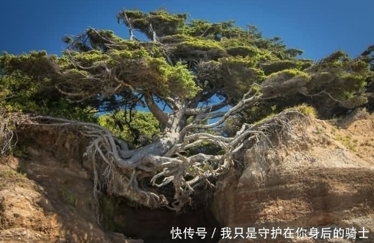 贫瘠|最坚强的大树,贫瘠不算什么,就算是石头也挡不住我的不屈