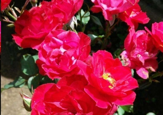 光照|7种一年四季开花的植物，阳台养一盆，天天有花看！