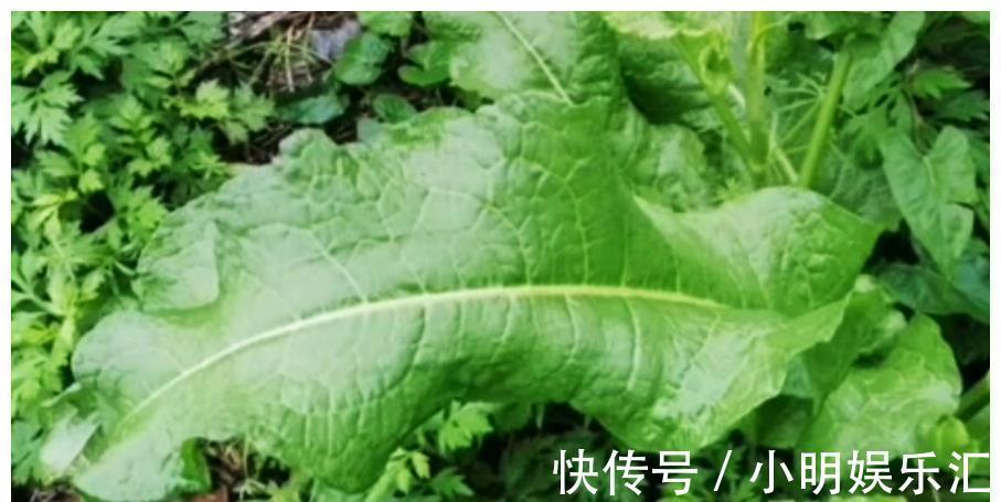 采摘|长在路边的20种杂草可以当作野菜食用,你认识几种?