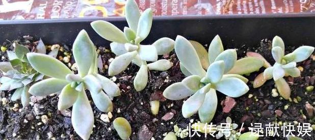 喜欢养殖花草植物,怕管理难新手扦插此3种分分钟收获多盆