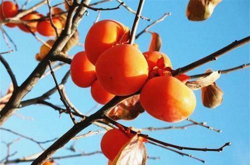 常吃|年轻女性要常吃以下食物,促进下新陈代谢,滋润肌肤,气色好