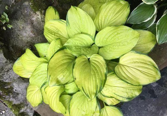 史上最耐阴的花,越阴凉越长得旺,绿萝虎皮兰靠边站