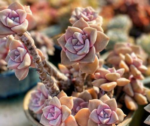 容易养成悬崖桩的3种多肉,好养护叶色靓,大气高贵有档次!