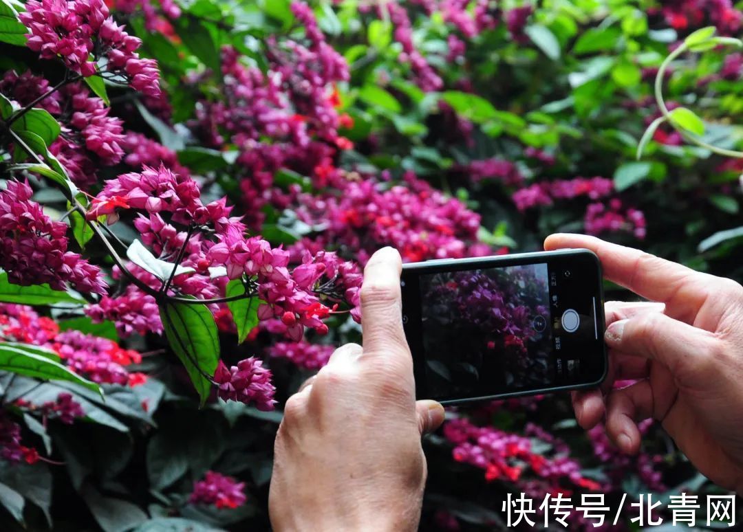 串串|真的太太太惊艳了！广州一居民楼上挂了“花瀑布”，超应节