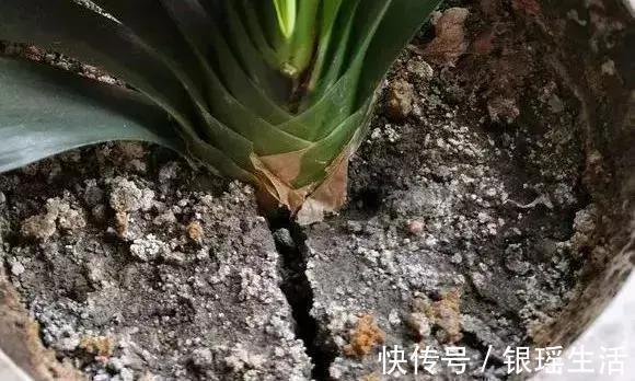 养花30年老花匠的5个“小秘方”赶紧学起来再也不怕养花出问题了