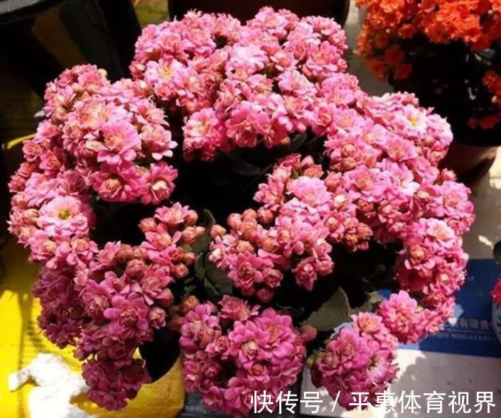 爆盆|想要长寿花花苞多？家里2种垃圾不要丢，掺在盆里开花爆盆