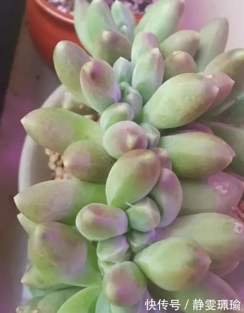 多肉|买一盆几百块甚至上千块的多肉老桩是一种怎样的体验？