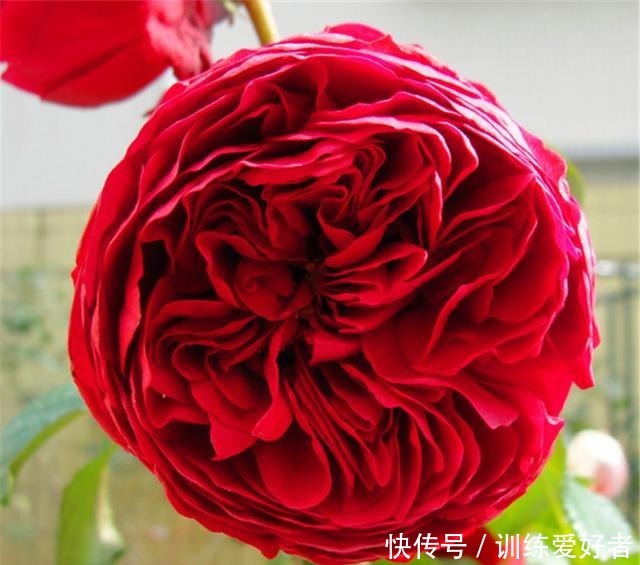 院子里种了13棵藤本月季,各有优缺点,到底哪种好!