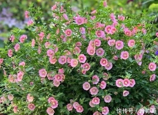 “4种花”养阳台,浇点水就狂开花,养在客厅,人也变美了!