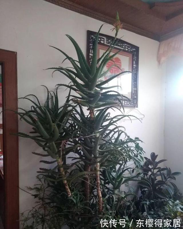 浇水|秋天养芦荟,4个小技巧,花箭一米高,冒芽20多,又壮又肥