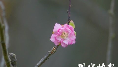 南京明孝陵|误把秋天当冬天，南京明孝陵梅花反季绽放