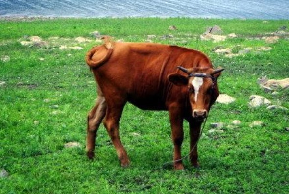 财运|生肖牛，出生在哪几个月，财运好，感情好，最好命呢