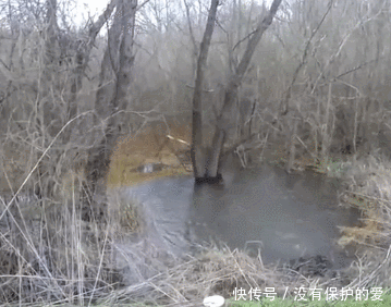 水沟|车一停,公路边上一站,朝着水沟就钓鱼,鱼获多样,鱼从哪来?