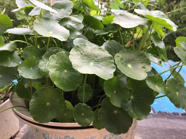 铜钱草叶子小，4个简单“小技巧”，一个月疯长爆盆，叶大又圆！