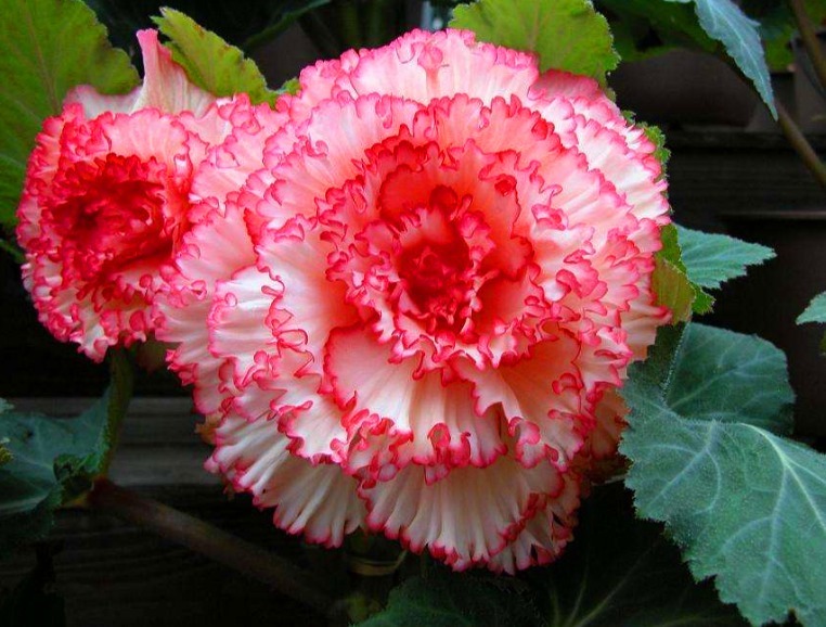 有“1种花”是神圣之花,花色艳丽,花期长达100多天,回家快去养