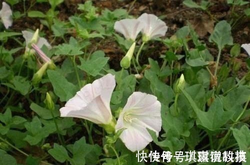 荠菜|玉米田里的“恶草”，农民见到就烦，但嫩叶却是上佳野菜，别错过