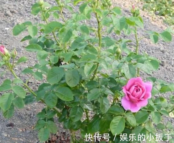 送你一套月季修剪教程，修剪时间，修剪程度及各类月季修剪方法