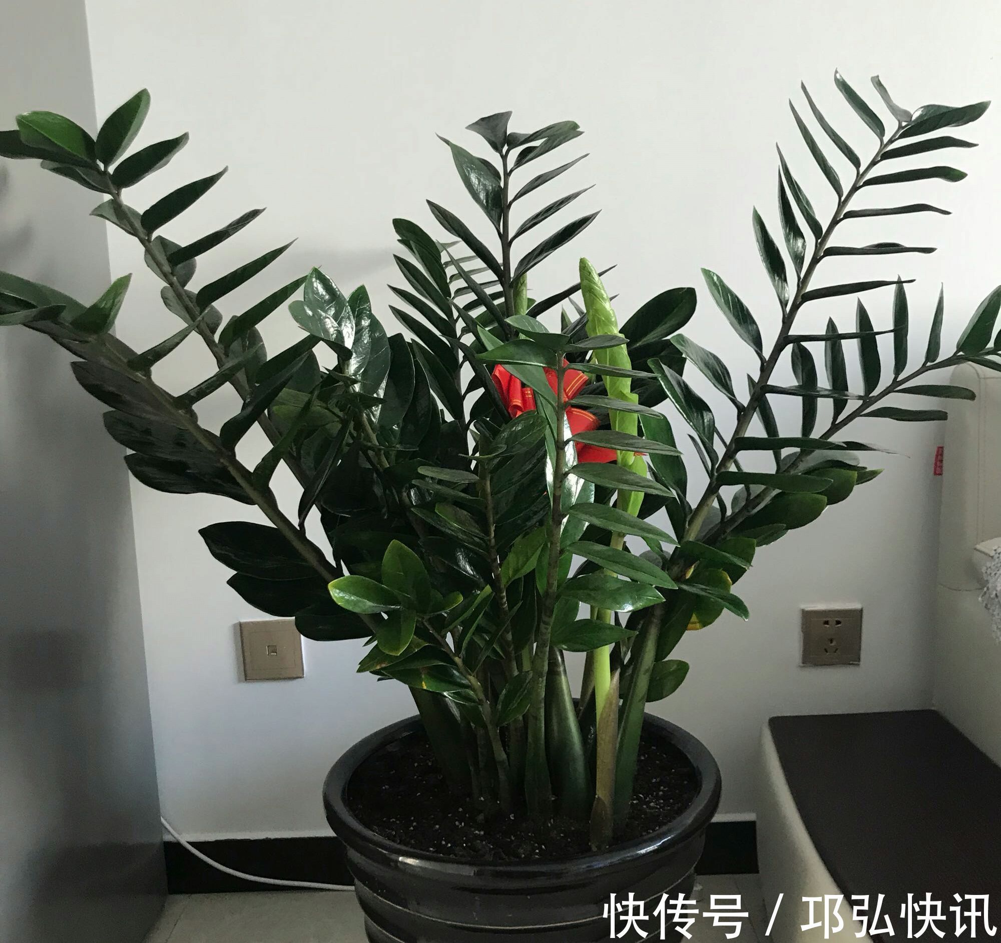 金钱树怎么浇水按照3种方式浇水，金钱树长势旺不黄叶掉叶