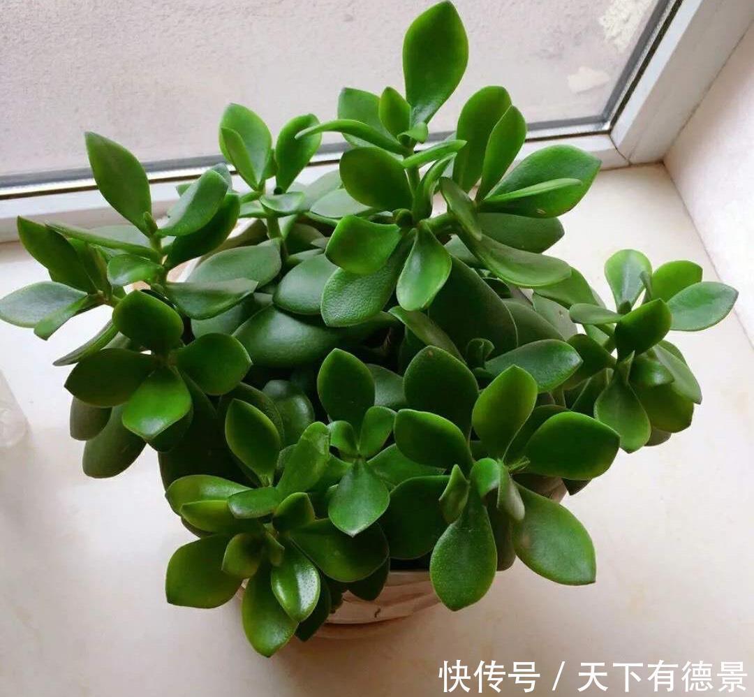 土壤|盆栽玉树,有“3要点”,四季都繁茂叶油绿,枝子更粗壮
