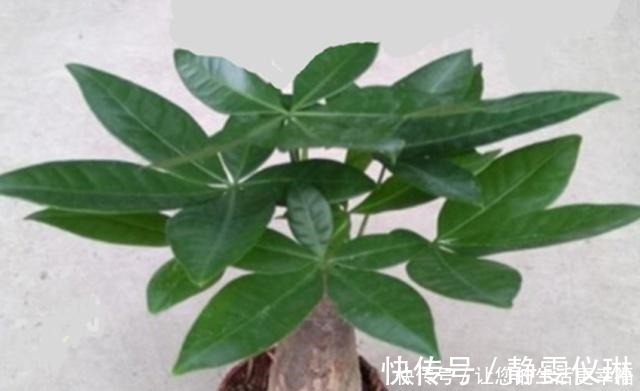 枝干|八种盆栽称为天然盆景,越养越美,越养价值越高、寿命几十年!