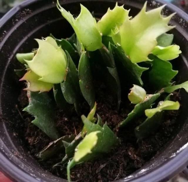 栽种|扦插蟹爪兰,巧用“小妙招”,夹在梳子缝里,呼呼长出毛细根