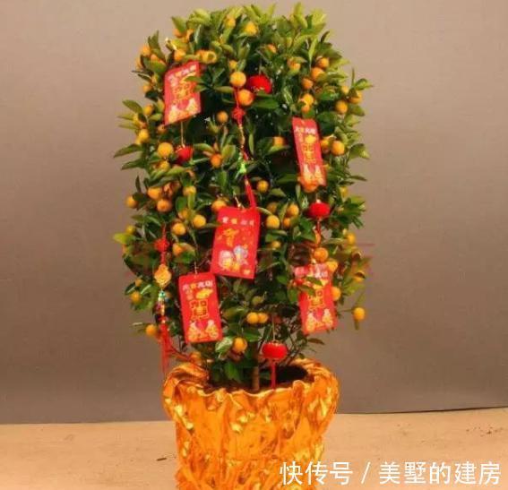 财源|9种“带钱花”,家里养一盆,寓意财源滚滚来,最后2种你见吗?
