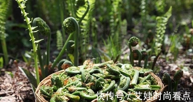 毒蔬菜|医生不吃的“毒蔬菜”，尤其第一个，称得上是“癌细胞”的同伙