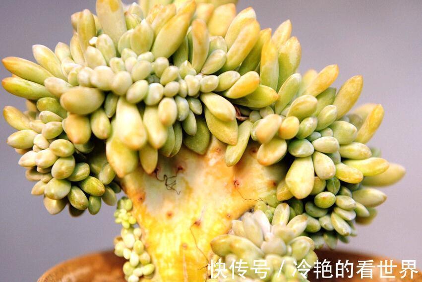 多肉缀化并不神秘,了解这些知识点,你是否还会跟风买贵货