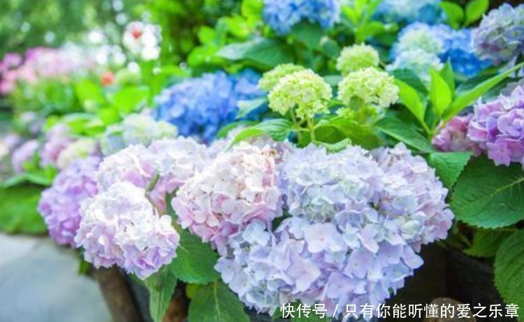 4种花,是懒人首选,花期长易爆盆,好养还能开出漂亮花