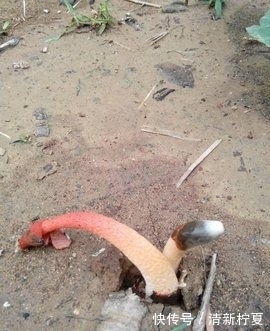 腐殖质|它便是“红鬼笔”,竹林遇见,请您尽量绕开,别踩到了