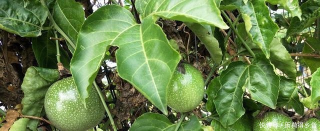 最好养的盆栽水果,集观赏、食用于一身,自花授粉,年年开花结果