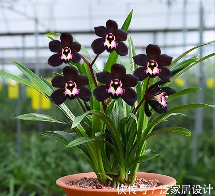 叶片|少见的黑紫色兰花：墨雪姬，花香浓郁，叶片常青，几乎零缺点