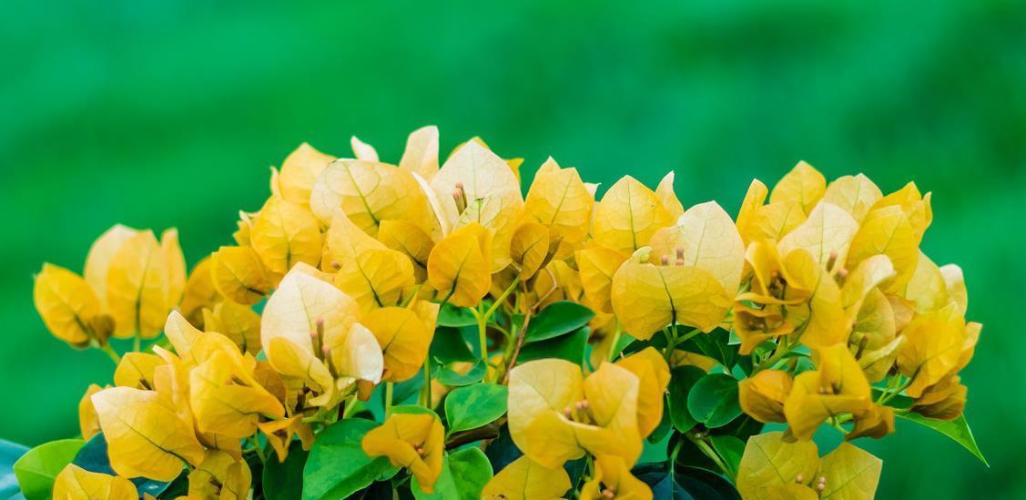 三角梅控水促花真有必要吗?别再“折腾”了,做好这三点才是关键