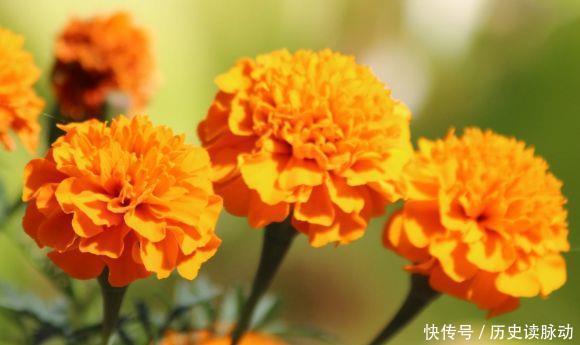 忘了绿萝吊兰,此4款花卉,扦插就能活,花色美丽,四季开花